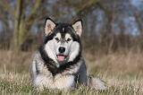 ALASKAN MALAMUTE 764